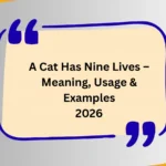 A Cat Has Nine Lives – Meaning, Usage & Examples